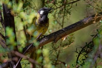 Medosavka sedokorunkata - Lichenostomus leucotis - White-eared honeyeater o4988